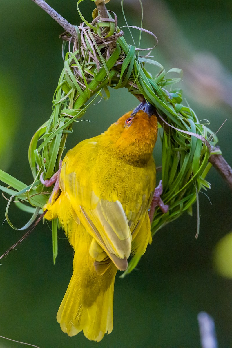 African Golden-Weaver - ML642177487