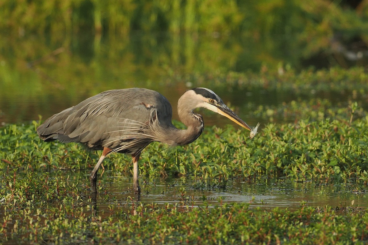 Great Blue Heron - ML642177489