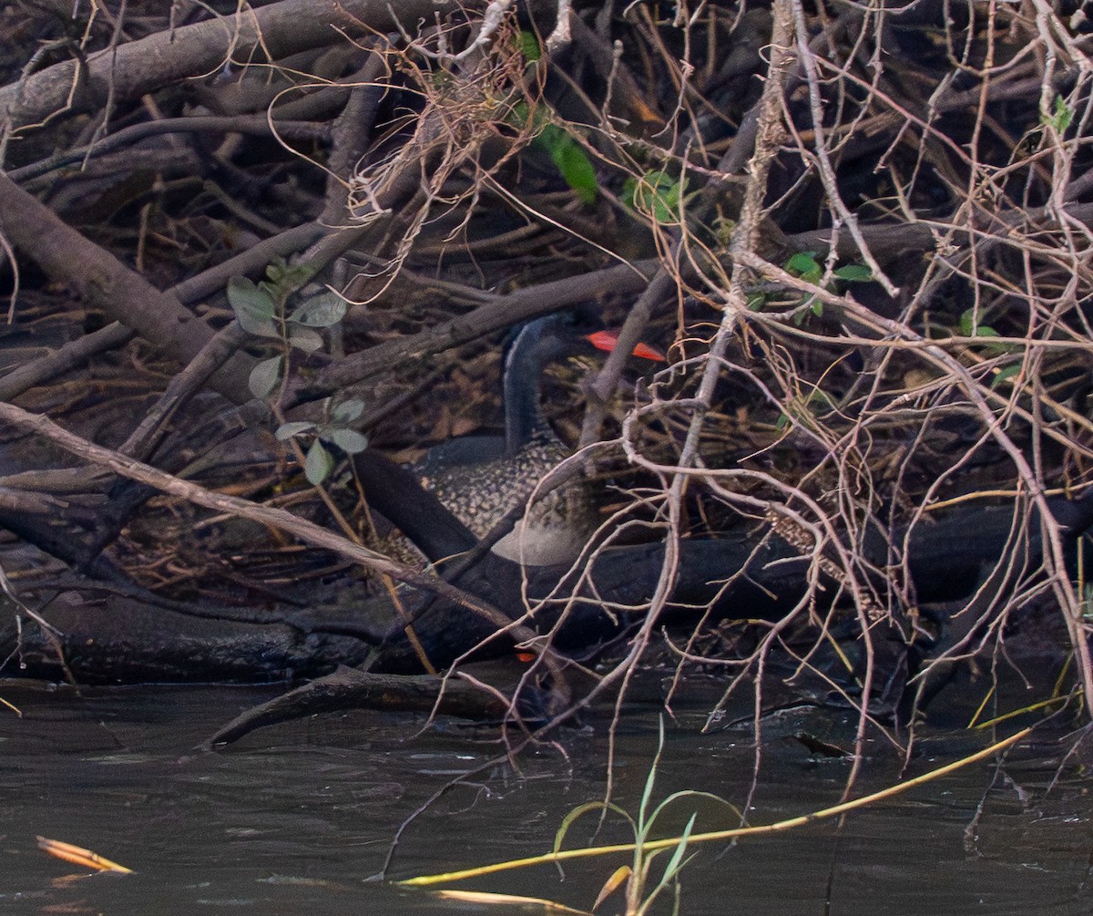 African Finfoot - ML642177490