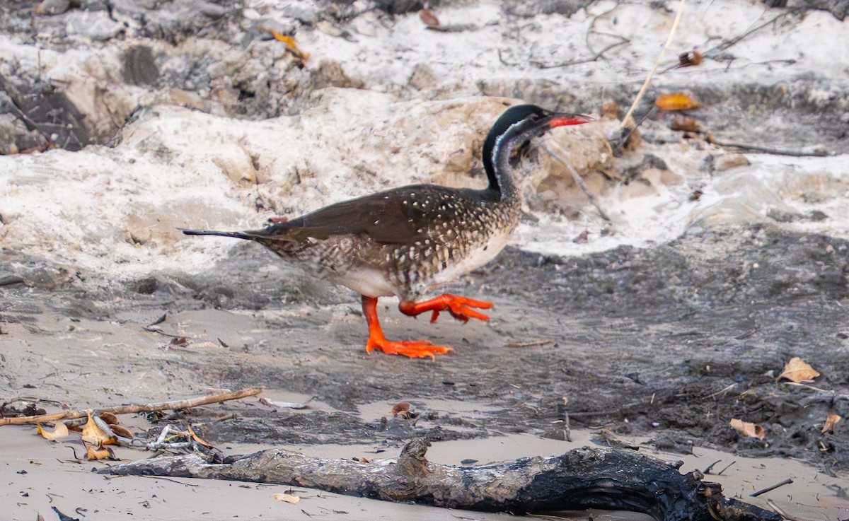 African Finfoot - ML642177491