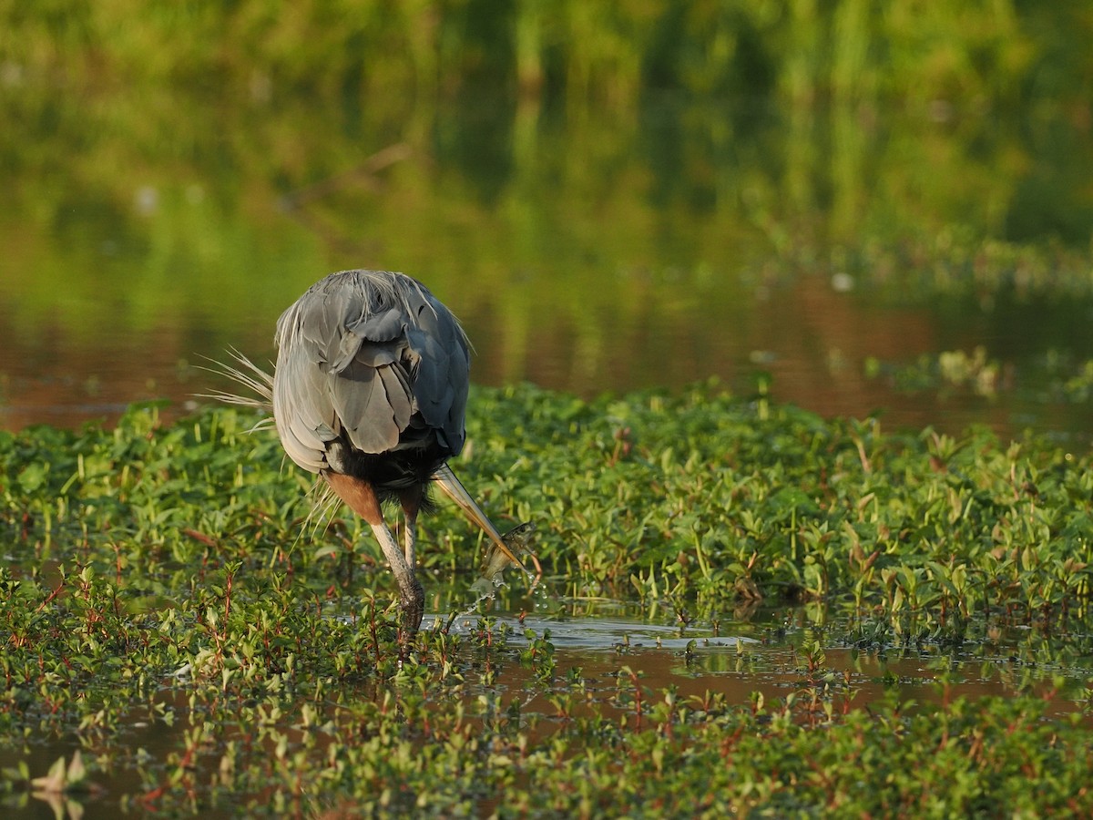 Great Blue Heron - ML642177493