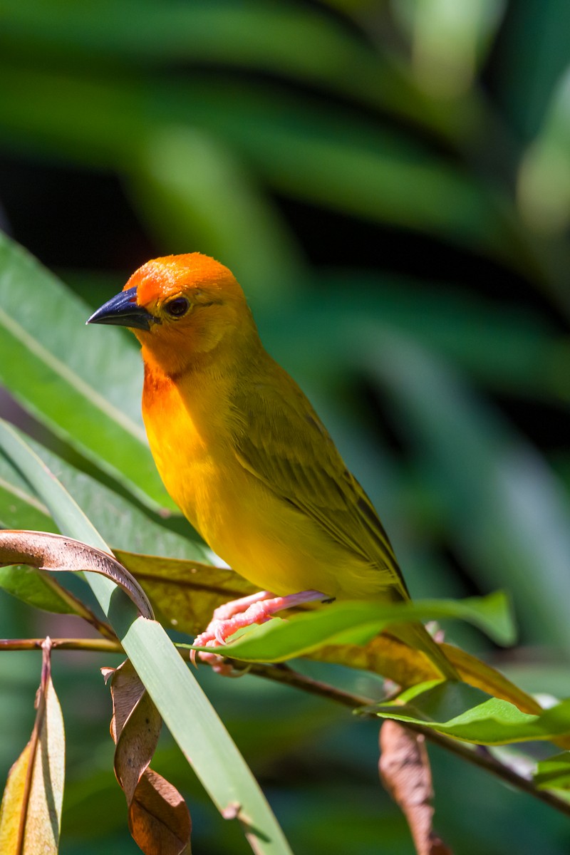 Golden Palm Weaver - ML642177496