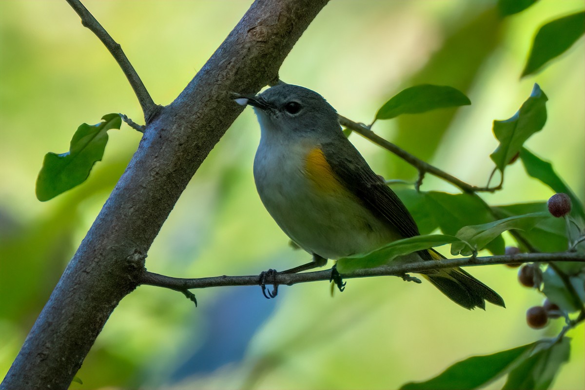 American Redstart - ML642177498