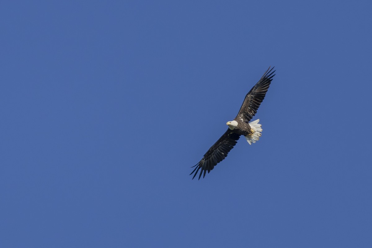 Bald Eagle - ML642177499