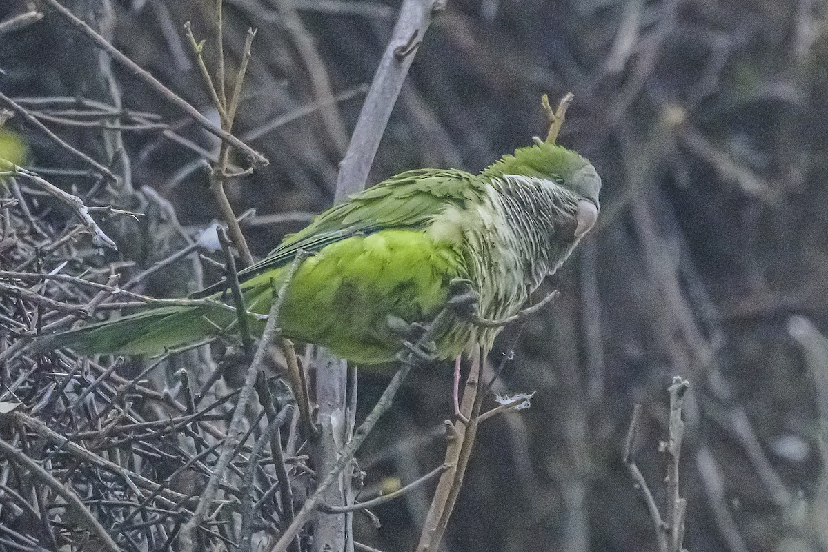 Monk Parakeet - ML642177500