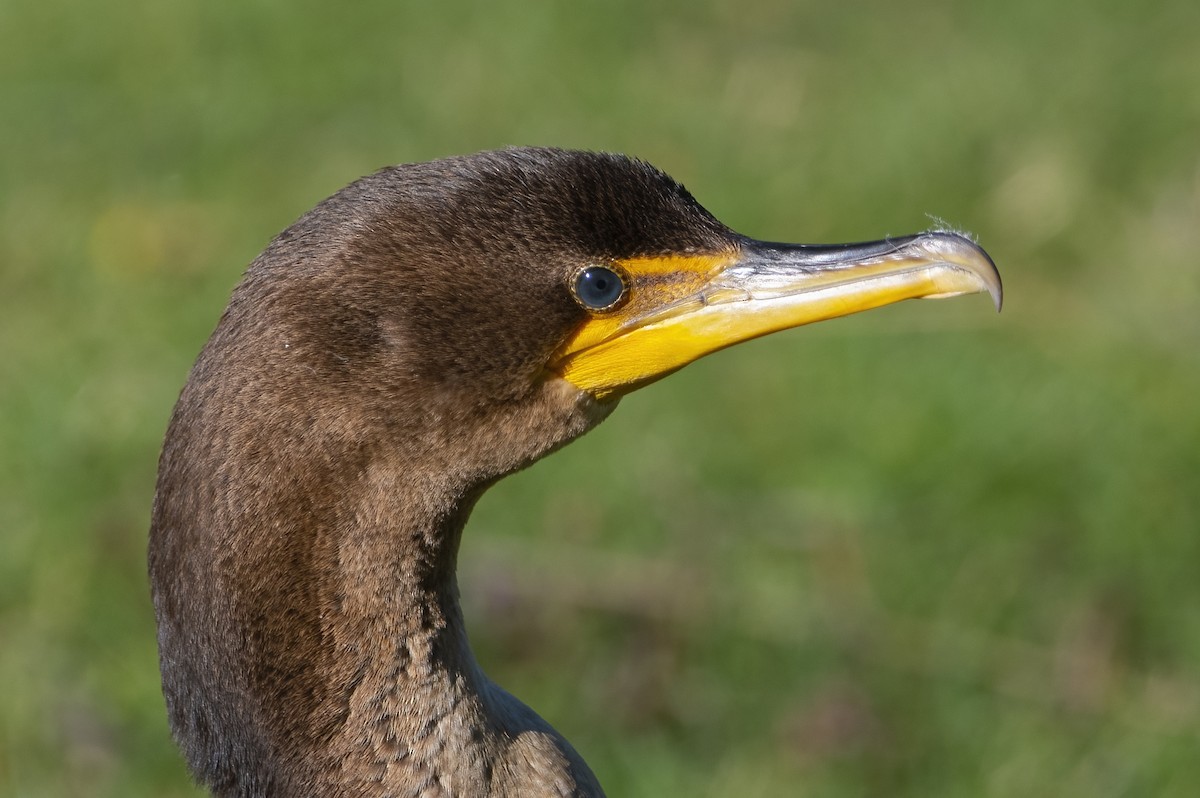 Double-crested Cormorant - ML642177501