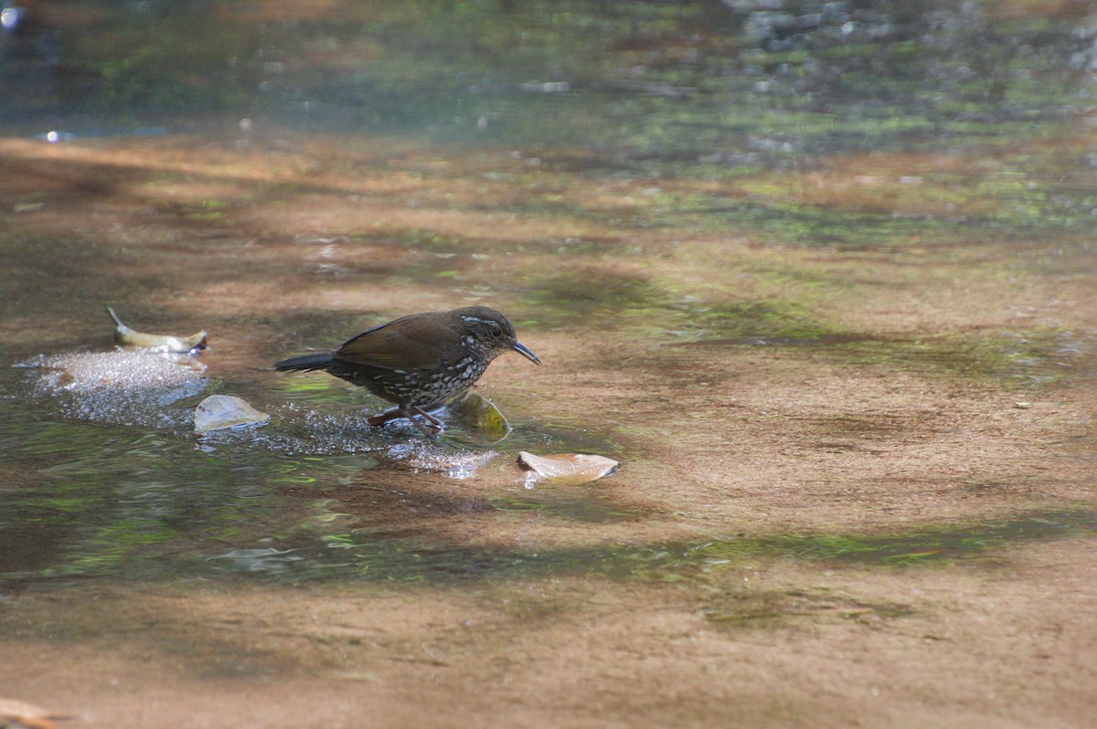 Sharp-tailed Streamcreeper - ML642177503