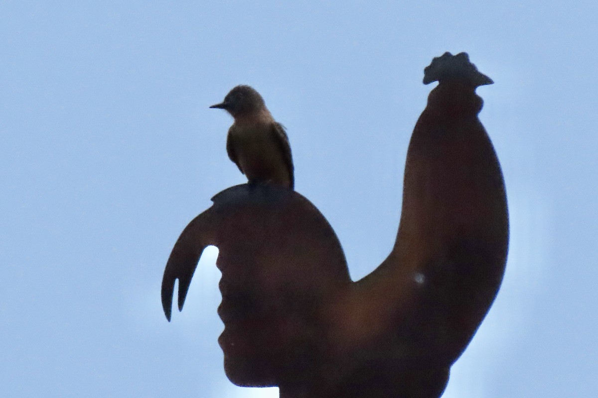 Cliff Flycatcher - ML642177504