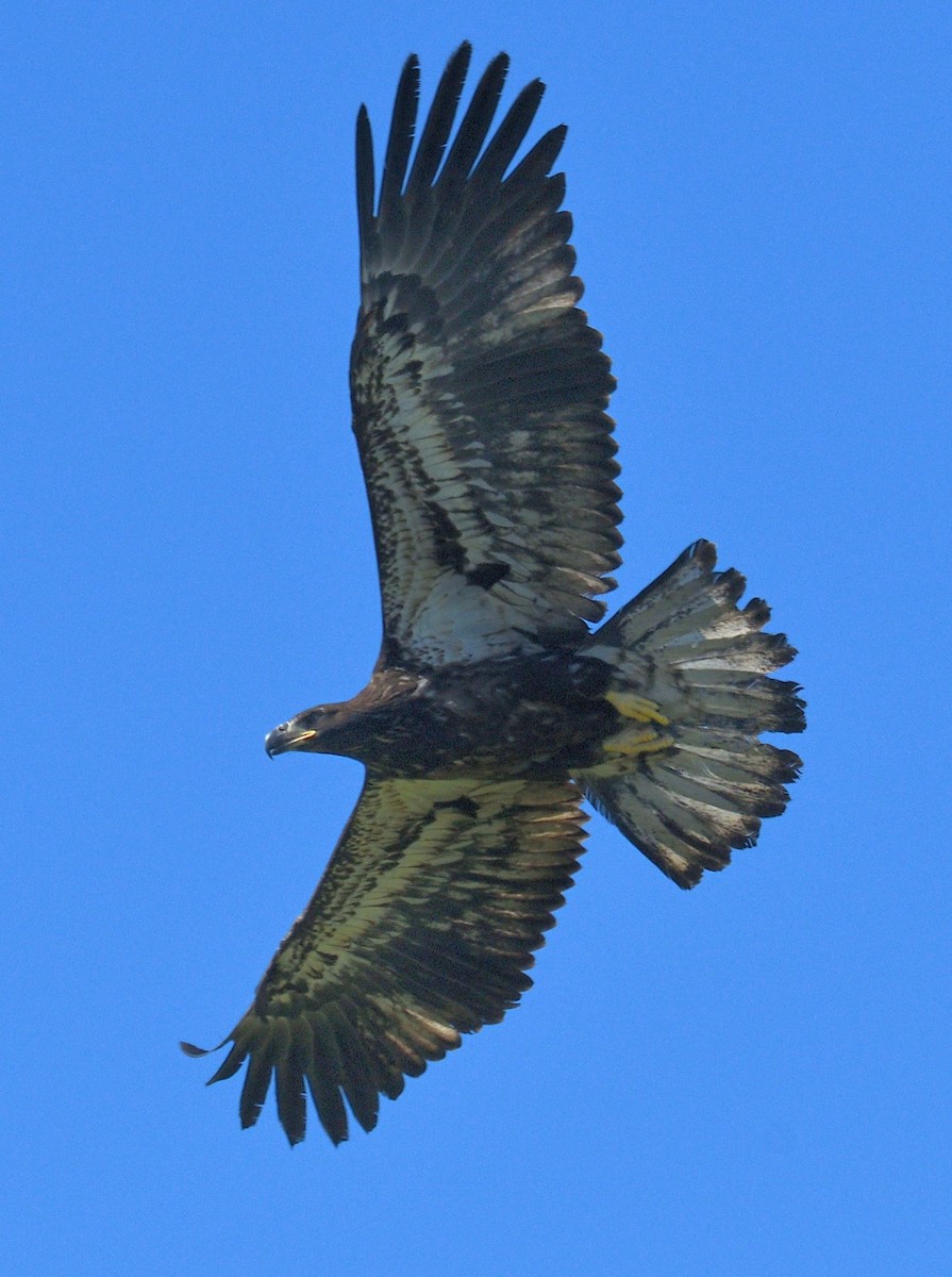 Bald Eagle - ML642177507
