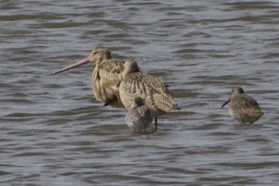 Marbled Godwit - ML642177515