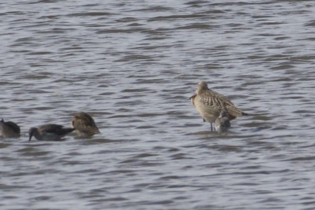Marbled Godwit - ML642177516
