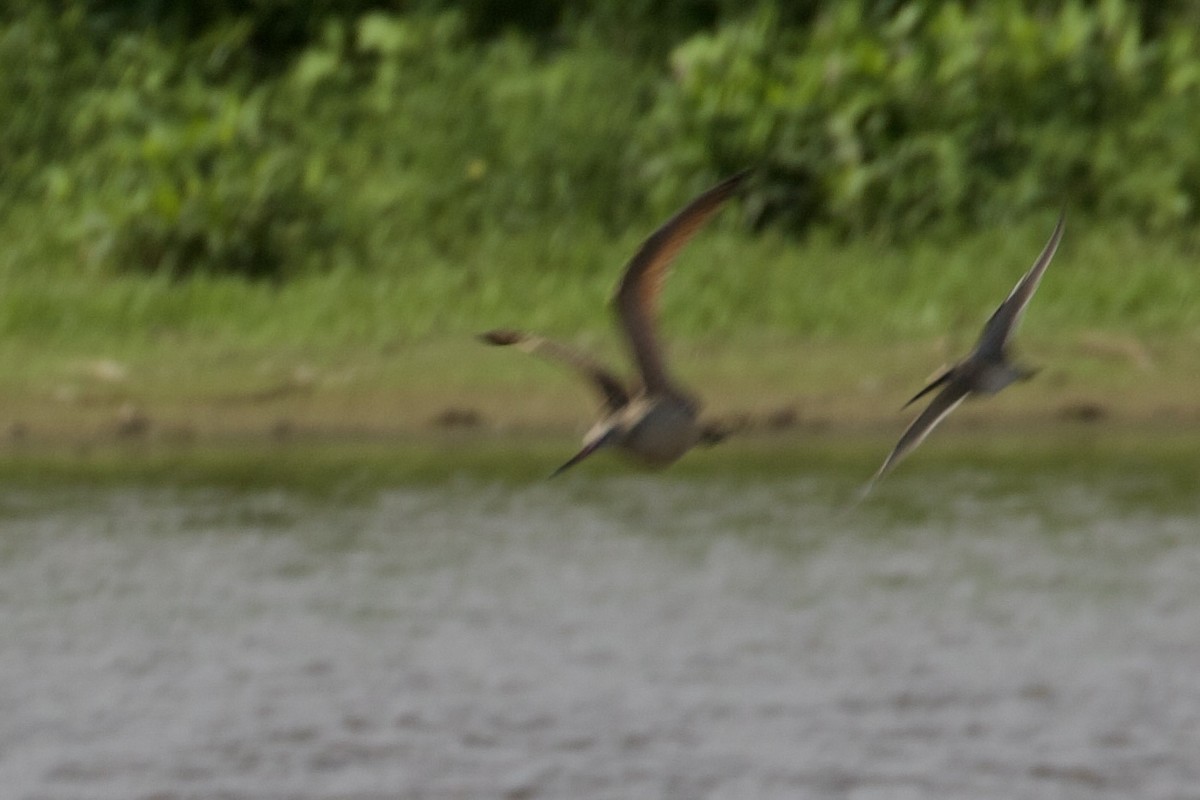 Marbled Godwit - ML642177517