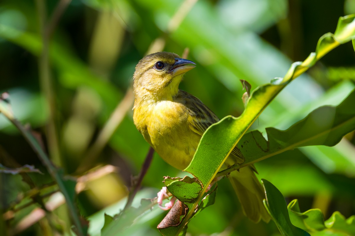 Golden Palm Weaver - ML642177521