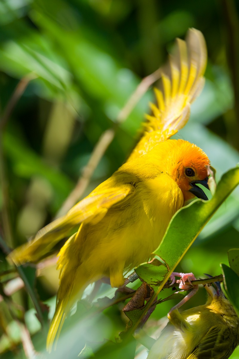 Golden Palm Weaver - ML642177530