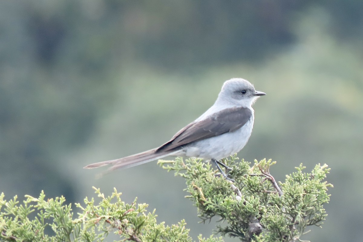 Shear-tailed Gray Tyrant - ML642177536
