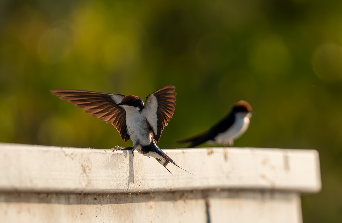 Wire-tailed Swallow - ML642177537