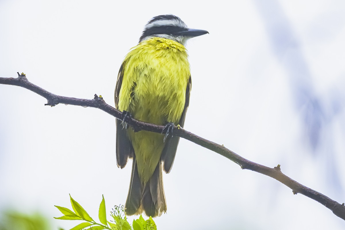 Great Kiskadee - ML642177543