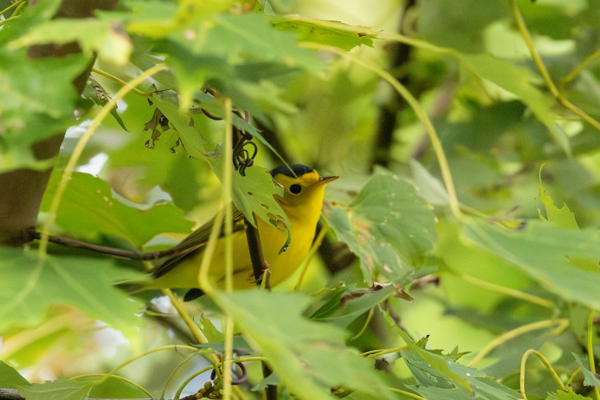 Wilson's Warbler - ML642177548