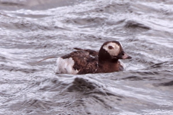 Long-tailed Duck - ML642177556