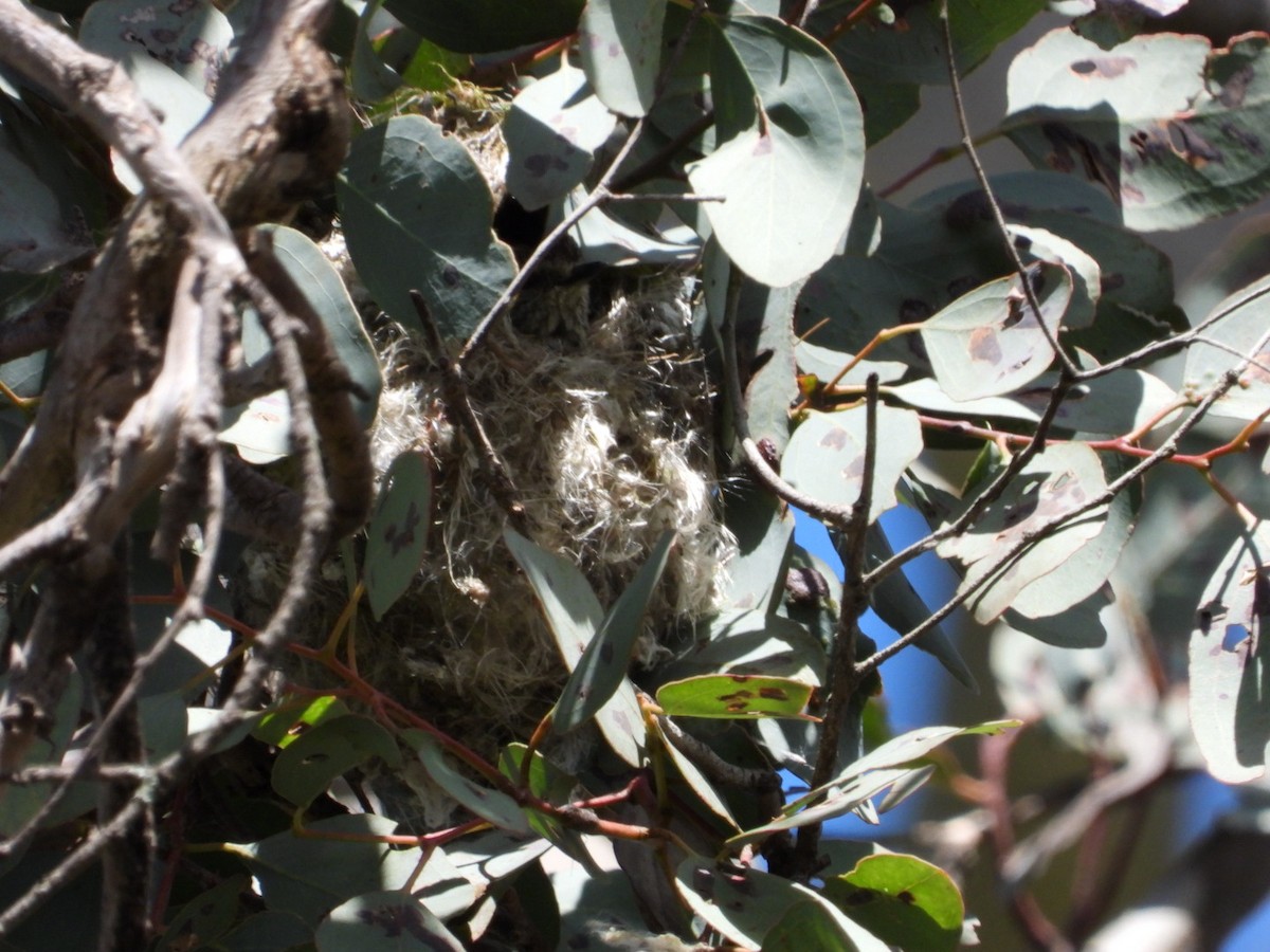Striated Thornbill - ML642177564