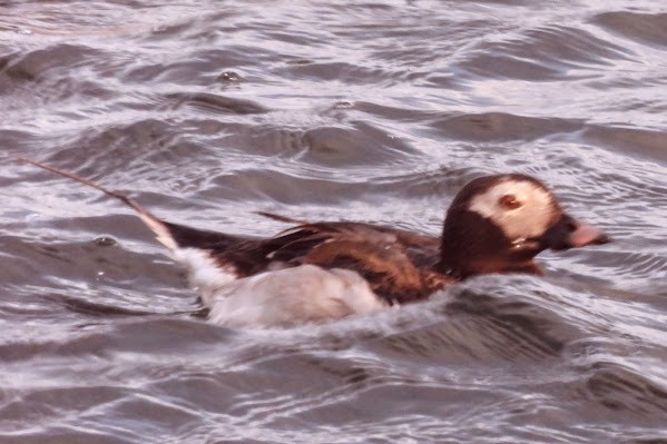 Long-tailed Duck - ML642177565