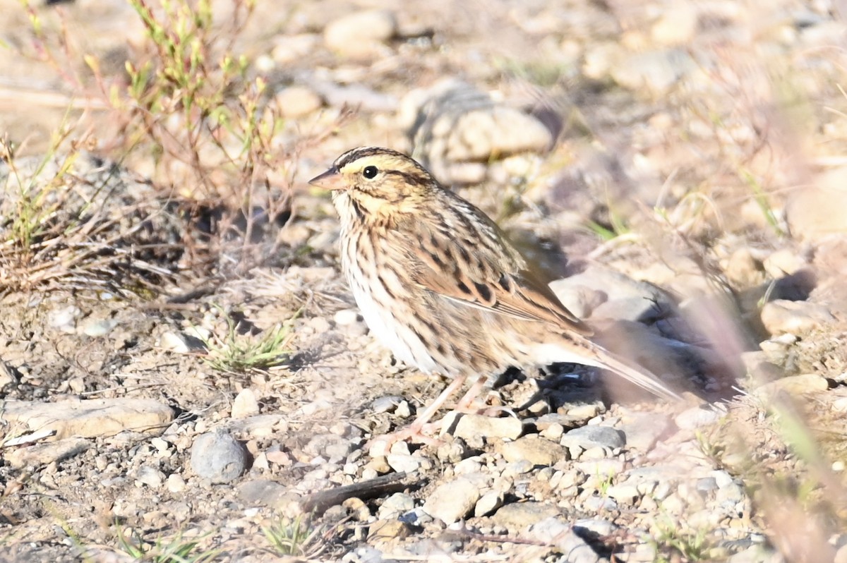 Savannah Sparrow - ML642177573