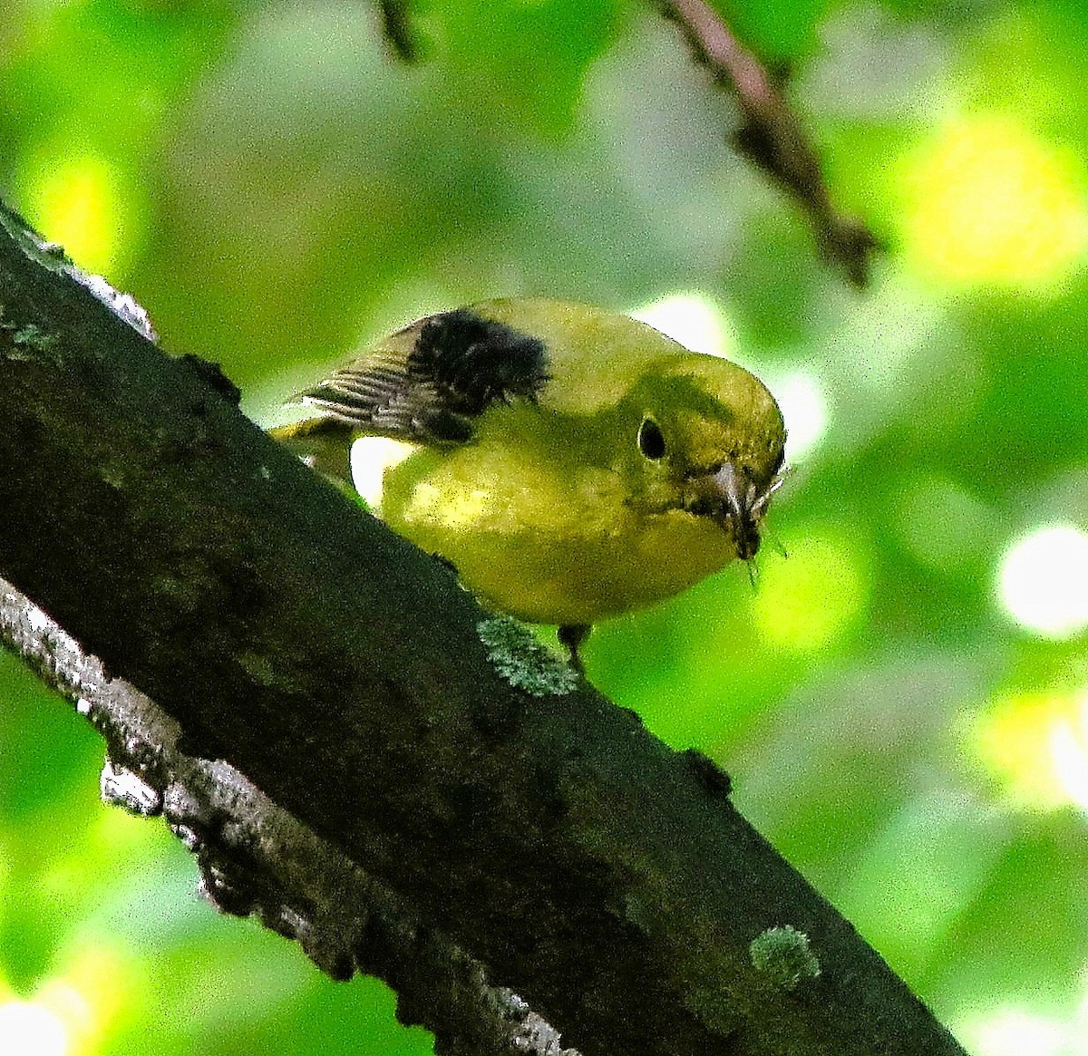 Scarlet Tanager - ML642177582