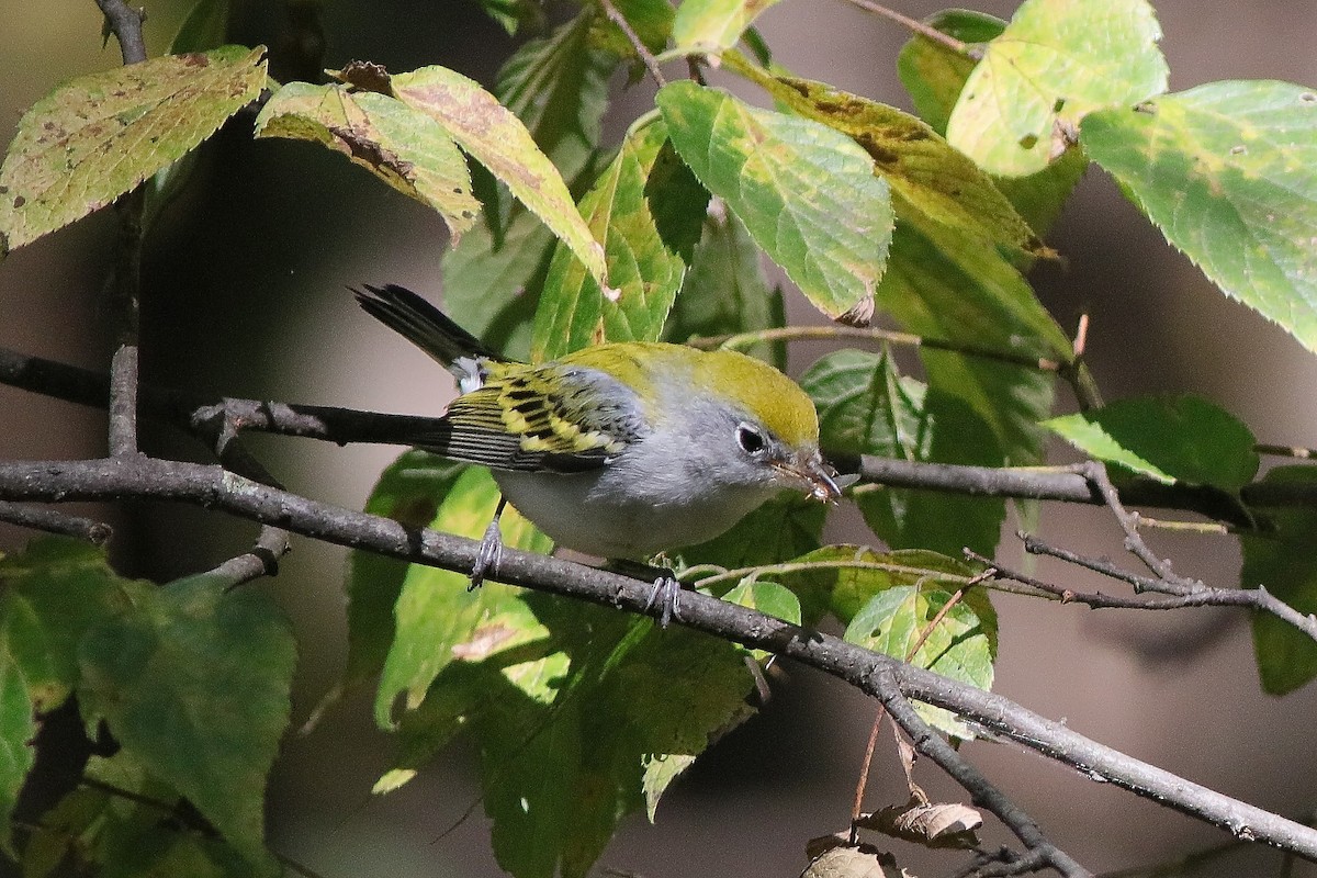 Chestnut-sided Warbler - ML642177585