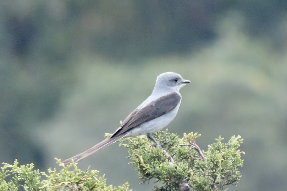 Shear-tailed Gray Tyrant - ML642177588