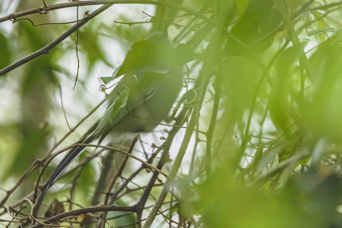 Masked Gnatcatcher - ML642177594