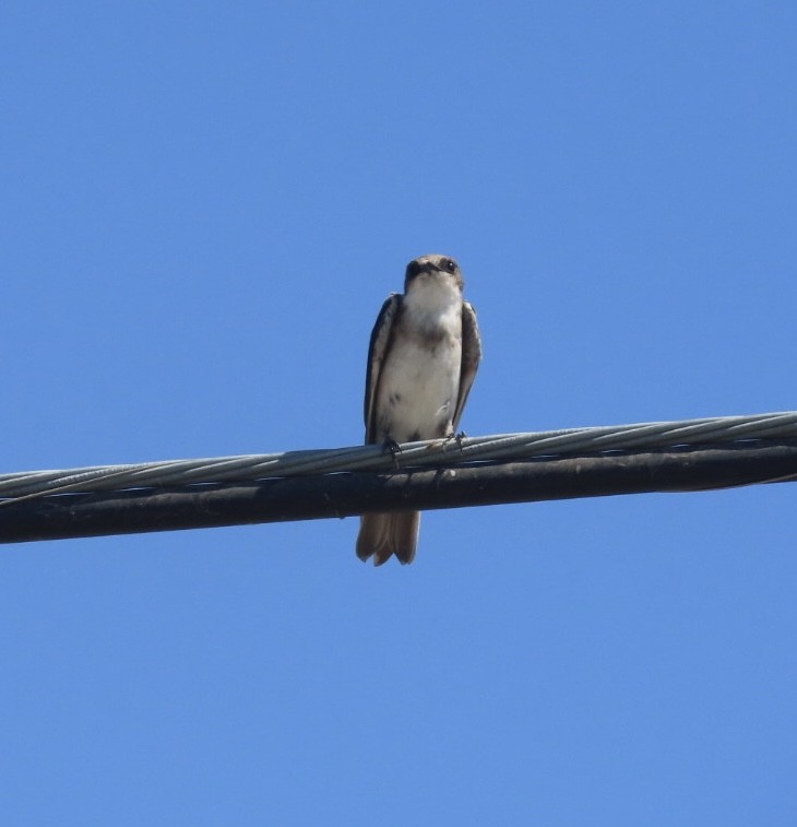 Bank Swallow - ML642177596