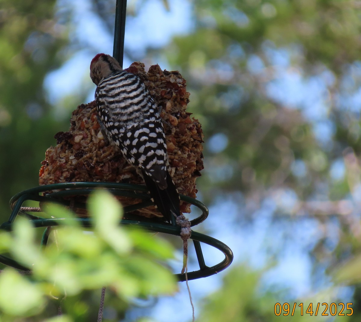 Ladder-backed Woodpecker - ML642177631