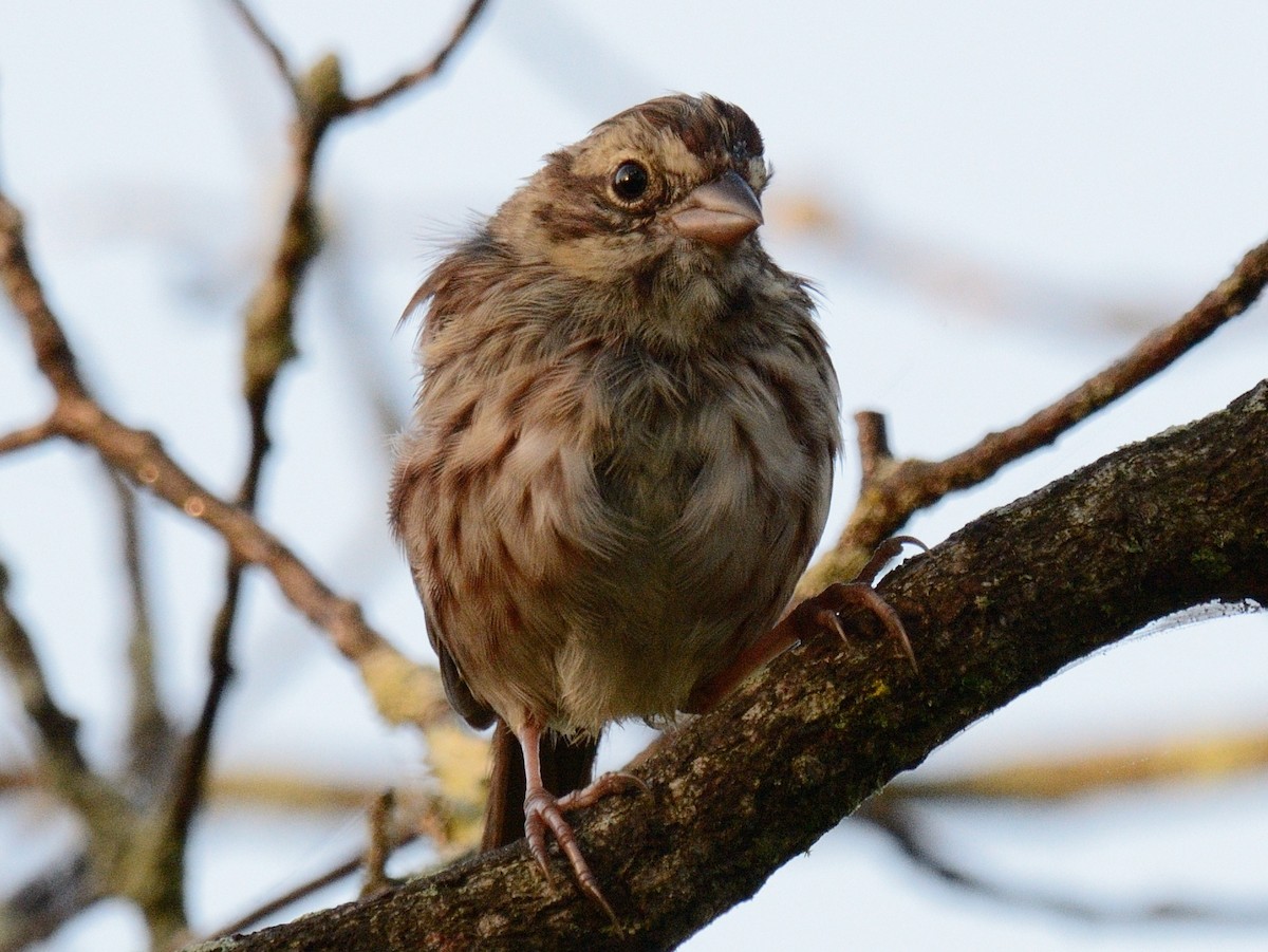 Song Sparrow (melodia/atlantica) - ML642177663