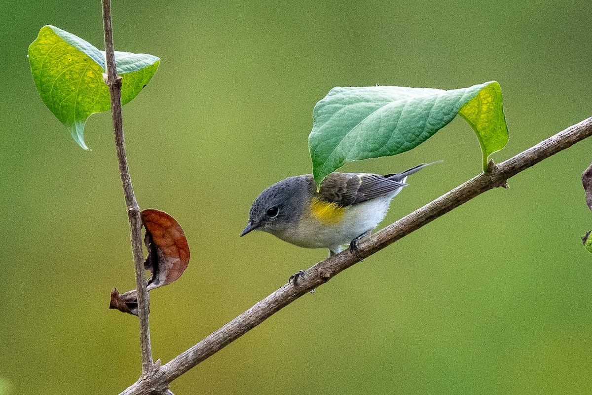 American Redstart - ML642177716