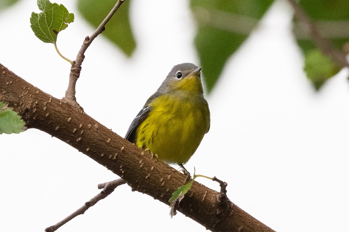 Magnolia Warbler - ML642177758