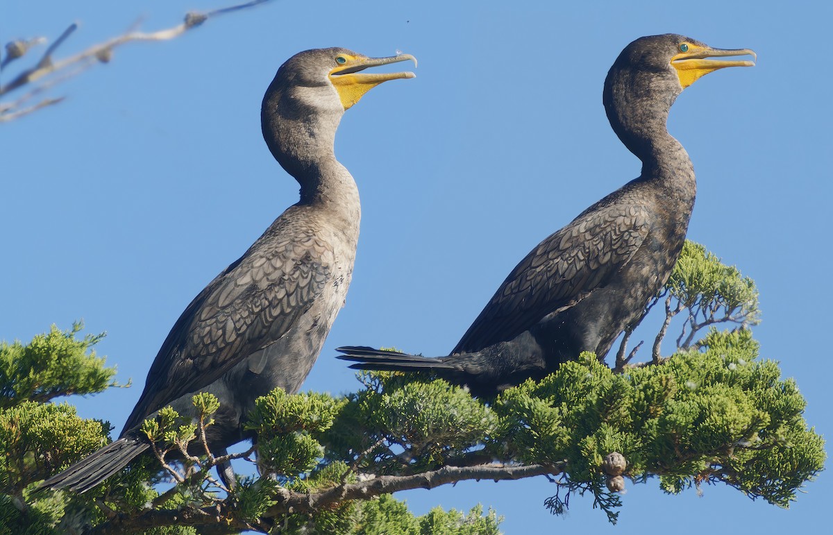 Double-crested Cormorant - ML642177771