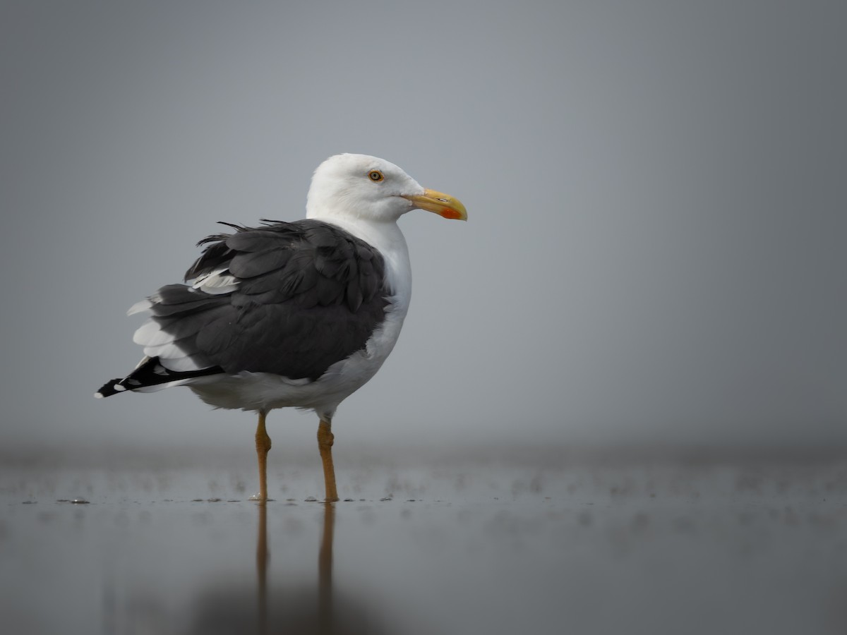 Yellow-footed Gull - ML642177774
