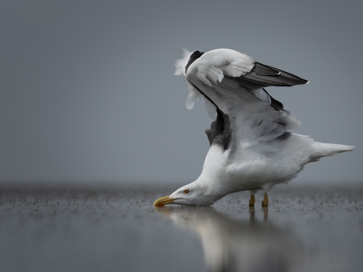 Yellow-footed Gull - ML642177775