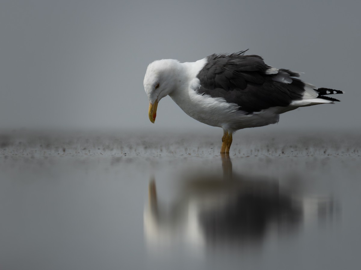 Yellow-footed Gull - ML642177776