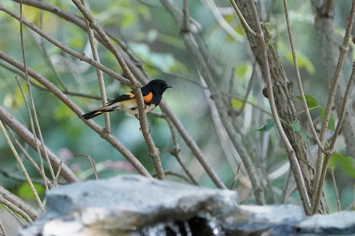 American Redstart - ML642177810