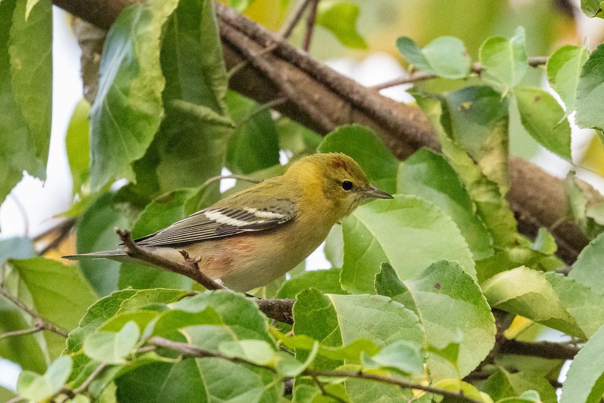 Bay-breasted Warbler - ML642177815