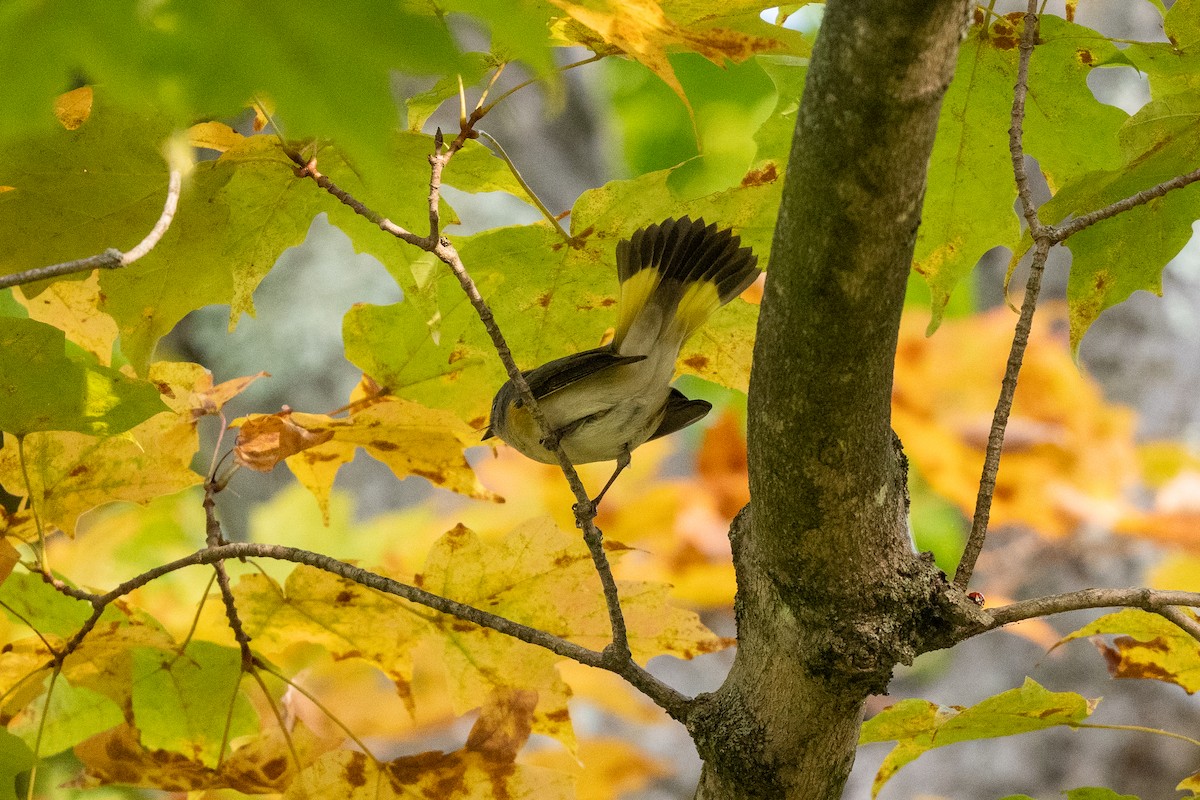 American Redstart - ML642177844