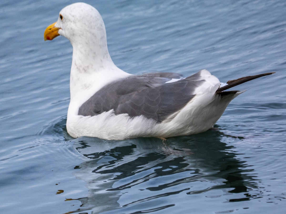 Gaviota Occidental - ML642177865