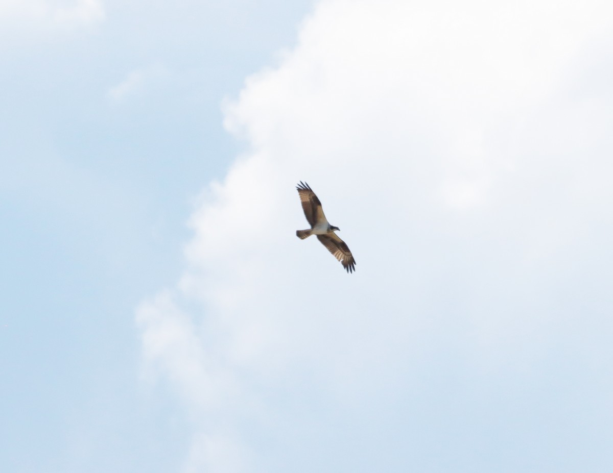 Osprey - ML642177873
