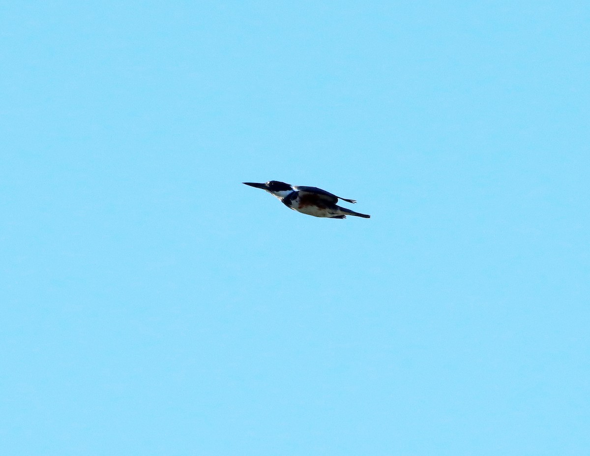 Belted Kingfisher - ML642177882