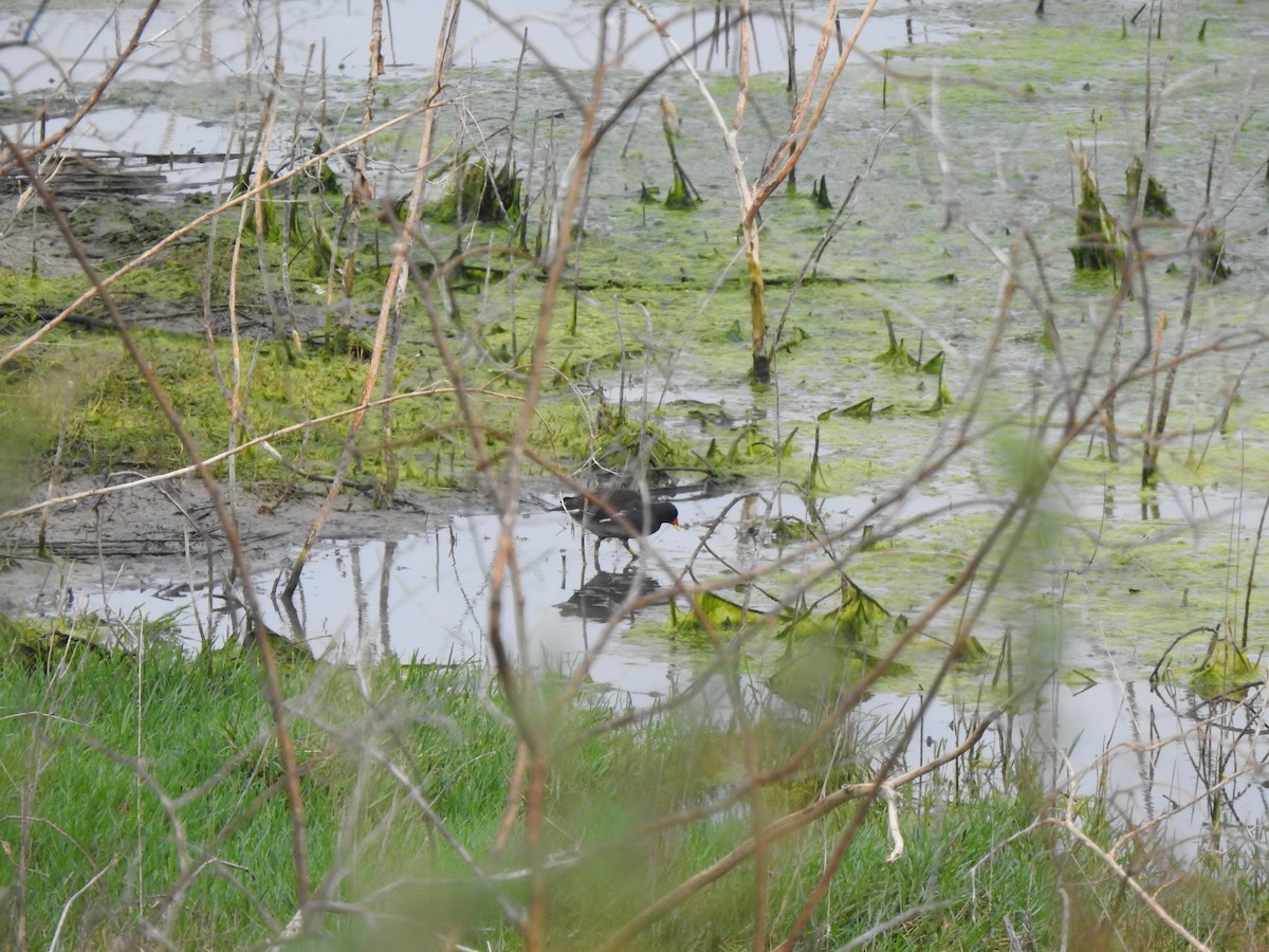 Gallinule poule-d'eau - ML642177885