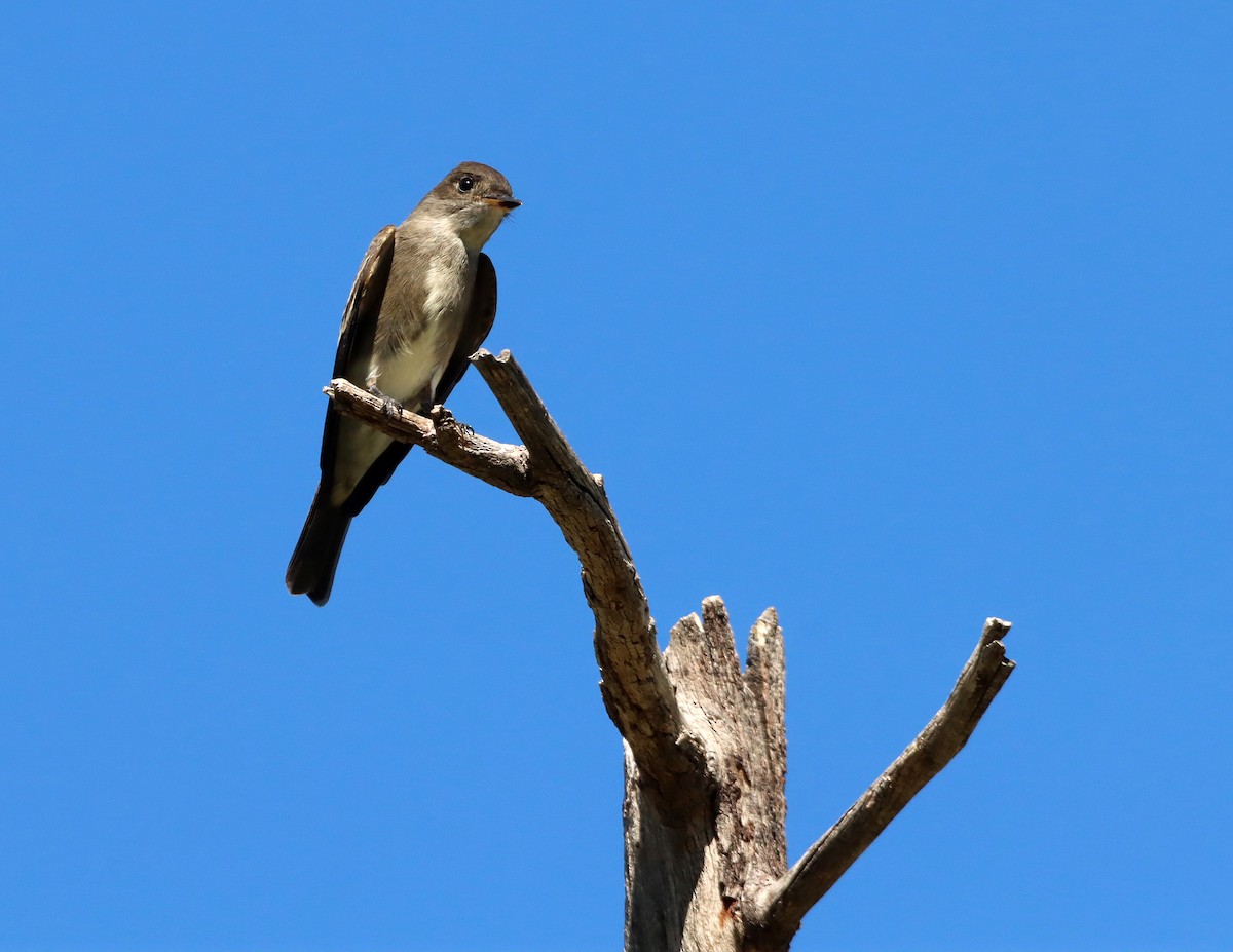 Olive-sided Flycatcher - ML642177891