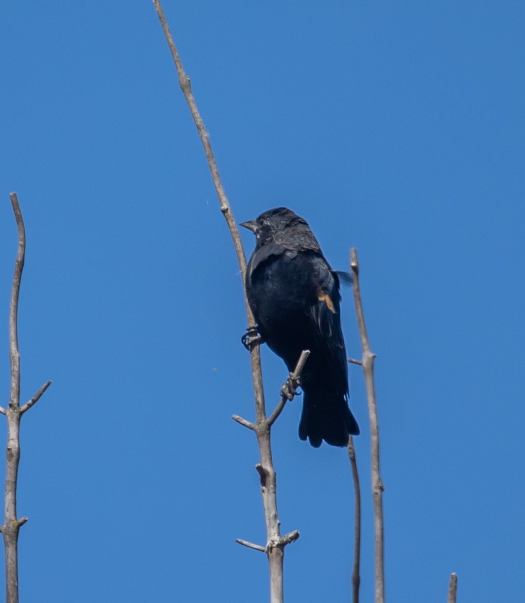 Red-winged Blackbird - ML642177909