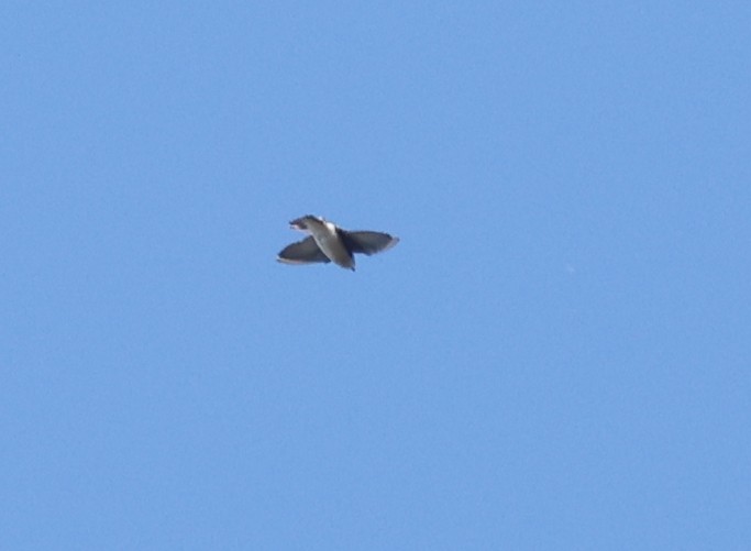 Tree Swallow - ML642177912