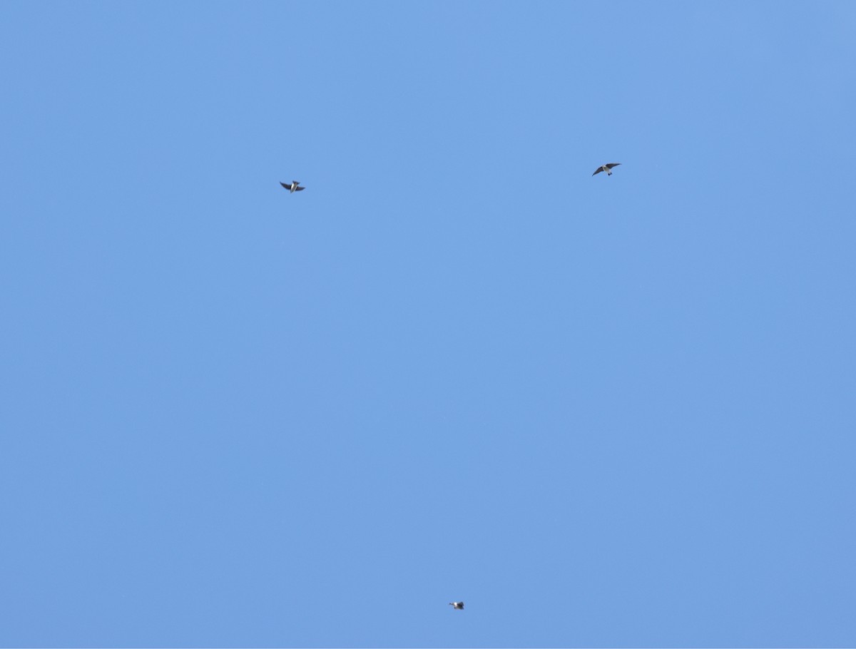 Tree Swallow - ML642177913